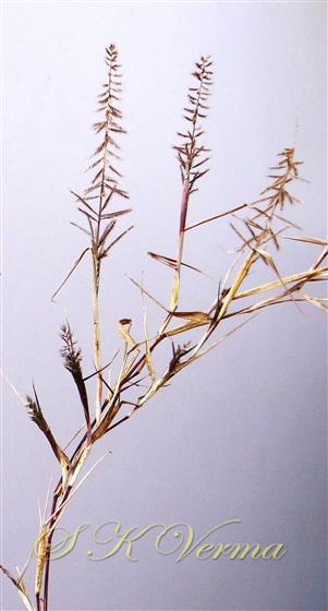  Plant bearing inflorescences
